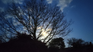 March.
A full moon stuck in a tree. 24/3/2024&nbsp;Select this image to see a larger version. 