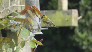 April.
Siskin at the black sunflower seeds. 2/4/2024&nbsp;Select this image to see a larger version. 