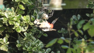 May.
Lesser-spotted woodpecker in my garden. 8/5/2024&nbsp;Select this image to see a larger version. 