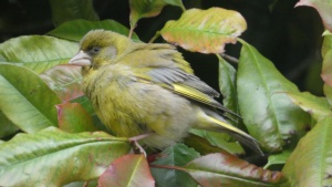 June.
Juvenile greenfinch outside my window, 6/6/2024&nbsp;Select this image to see a larger version. 