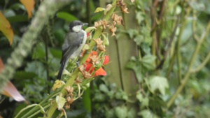 July.
A juvenile great tit or a willow tit? Eating seeds on a foxglove stem in my garden, 12/7/2024&nbsp;Select this image to see a larger version. 