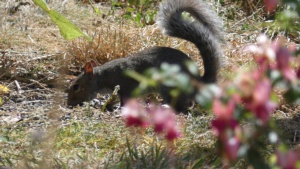 August.
A grey squirrel in my garden, 13/8/2024&nbsp;Select this image to see a larger version. 