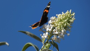 September.
A red admiral butterfly feeding on buddleia in my garden &nbsp;Select this image to see a larger version. 