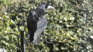 April: a Rook.&nbsp;Select this image to see a larger version. 