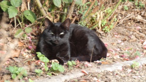 August: The black cat I found living in my garden after my June holiday before she had her kitten. Anthracite 
