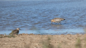 September: left, a Ruff and right, a Black-Tailed Godwit.
Photo taken at RSPB Frampton Marsh.&nbsp;Select this image to see a larger version. 