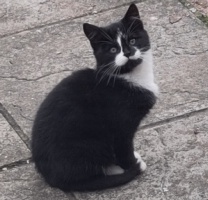 November: The kitten that was born in my garden: 