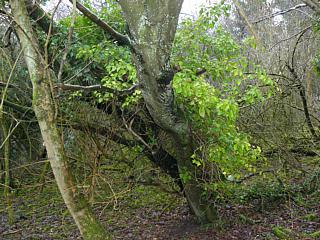 &nbsp;Select this image to see a larger version. 