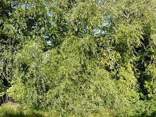 &nbsp;Select this image to see a larger version. 