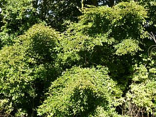 &nbsp;Select this image to see a larger version. 