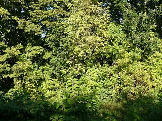 &nbsp;Select this image to see a larger version. 