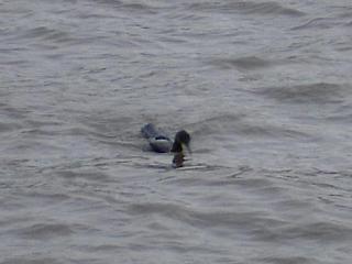 A cormorant on the Thames&nbsp;Select this image to see a larger version. 
