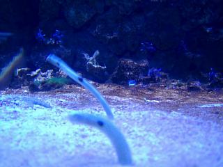 London Aquarium&nbsp;Select this image to see a larger version. 