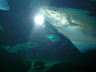 London Aquarium&nbsp;Select this image to see a larger version. 