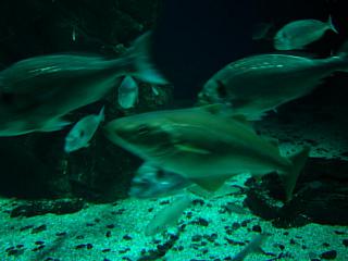 London Aquarium&nbsp;Select this image to see a larger version. 