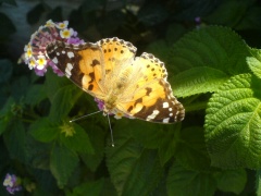 &nbsp;Select this image to see a larger version. 