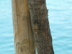 &nbsp;Select this image to see a larger version. 