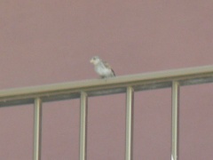 &nbsp;Select this image to see a larger version. 