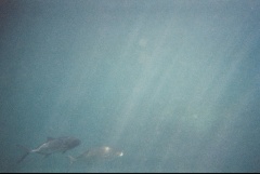 &nbsp;Select this image to see a larger version. 