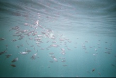 &nbsp;Select this image to see a larger version. 