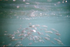 &nbsp;Select this image to see a larger version. 