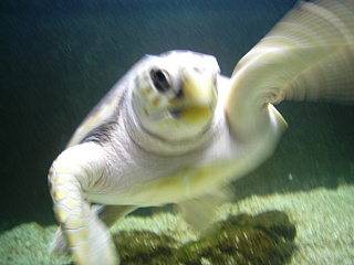 &nbsp;Select this image to see a larger version. 