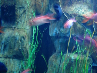 &nbsp;Select this image to see a larger version. 