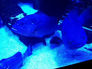 &nbsp;Select this image to see a larger version. 