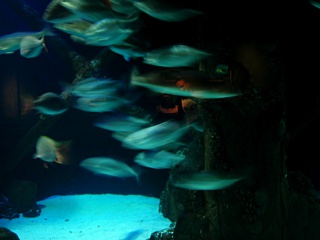 &nbsp;Select this image to see a larger version. 