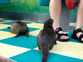 &nbsp;Select this image to see a larger version. 