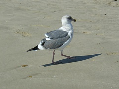 &nbsp;Select this image to see a larger version. 