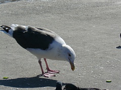 &nbsp;Select this image to see a larger version. 