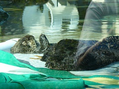 &nbsp;Select this image to see a larger version. 