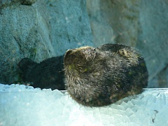 &nbsp;Select this image to see a larger version. 