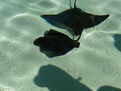 &nbsp;Select this image to see a larger version. 