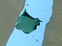 &nbsp;Select this image to see a larger version. 