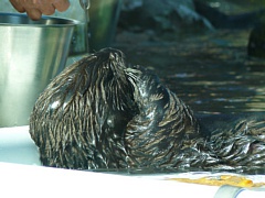 &nbsp;Select this image to see a larger version. 