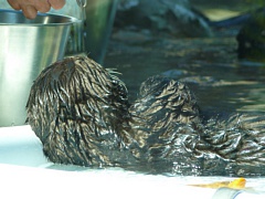 &nbsp;Select this image to see a larger version. 