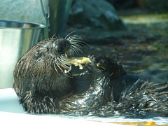 &nbsp;Select this image to see a larger version. 