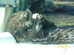 &nbsp;Select this image to see a larger version. 