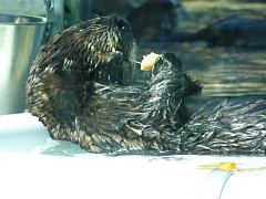 &nbsp;Select this image to see a larger version. 