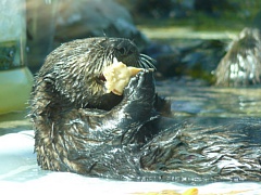 &nbsp;Select this image to see a larger version. 