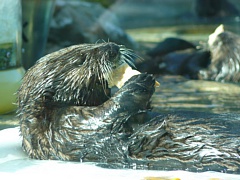 &nbsp;Select this image to see a larger version. 