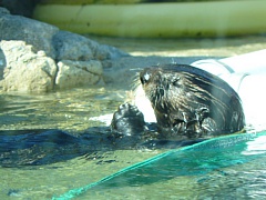 &nbsp;Select this image to see a larger version. 