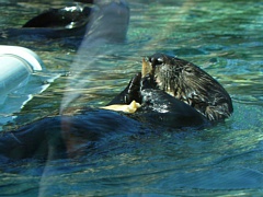 &nbsp;Select this image to see a larger version. 