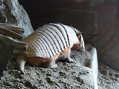 &nbsp;Select this image to see a larger version. 