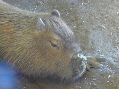 &nbsp;Select this image to see a larger version. 