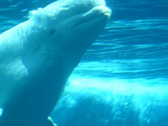 &nbsp;Select this image to see a larger version. 