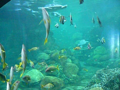 &nbsp;Select this image to see a larger version. 