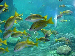 &nbsp;Select this image to see a larger version. 